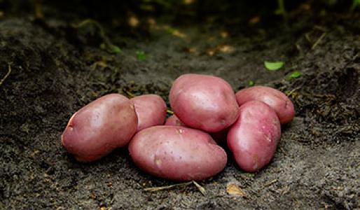 Sjemenski krumpir, DESIREE – kalibraža 35-55, 10 kg