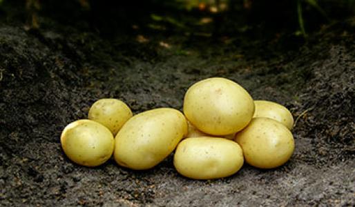 Sjemenski krumpir, MIKADO – kalibraža 35-55, 10 kg