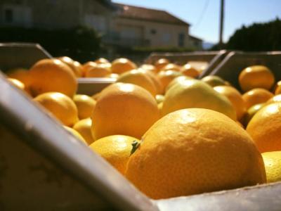 OPG Barišić, Neretvanska mandarina, 20 kg